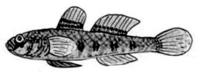 Pomatoschistus_claves