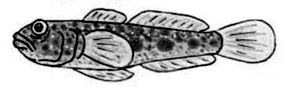 Thorogobius_claves