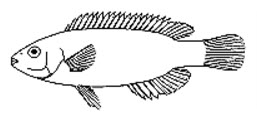 Centrolabrus