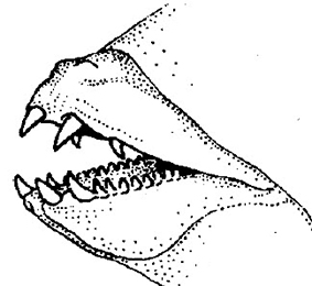 Labridae_claves.jpg