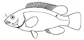 Labrus_clave_01