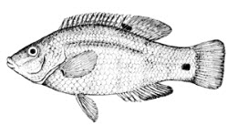 Symphodus