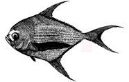 Taractichthys_claves