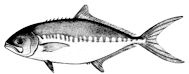 Campogramma_claves