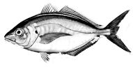 Pseudocaranx_claves