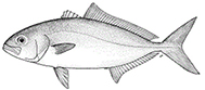 Seriola_claves.jpg