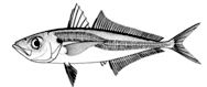 Trachurus_clave