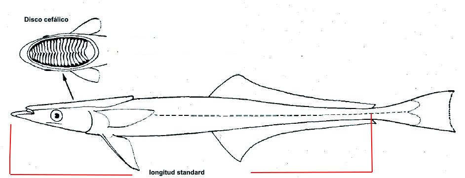 Echeneidae_claves.jpg