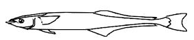 Echeneis_claves