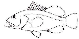 Epinephelus_claves