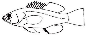 Serranus_claves