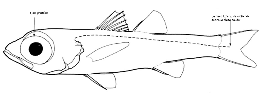 epigonus_02.jpg