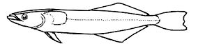 remora_claves