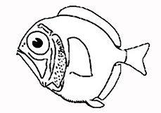 Diretmidae_claves