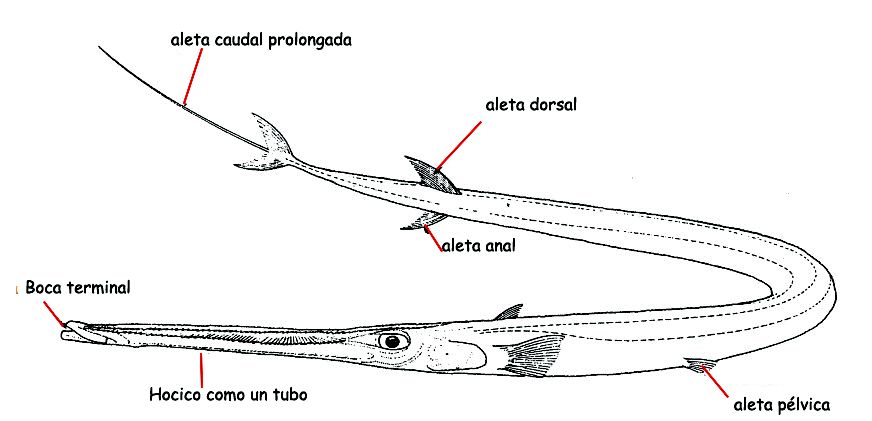 Fistulariidae_0001.jpg