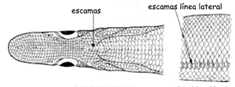 Halosaurus_claves.jpg