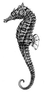 Hippocampus_claves