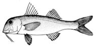 Mullus_claves_01