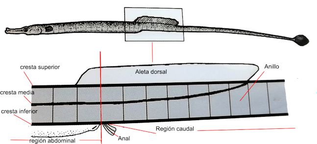 Syngnathidae_claves