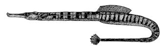 Syngnathus_claves