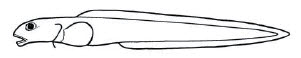 Zoarcidae_claves.jpg