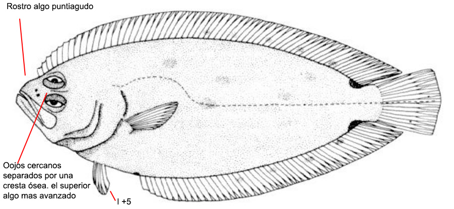 Citharidae