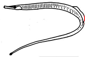 Entelurus_claves