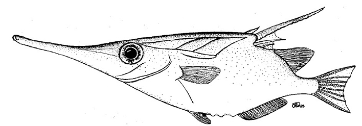Macroramphosidae