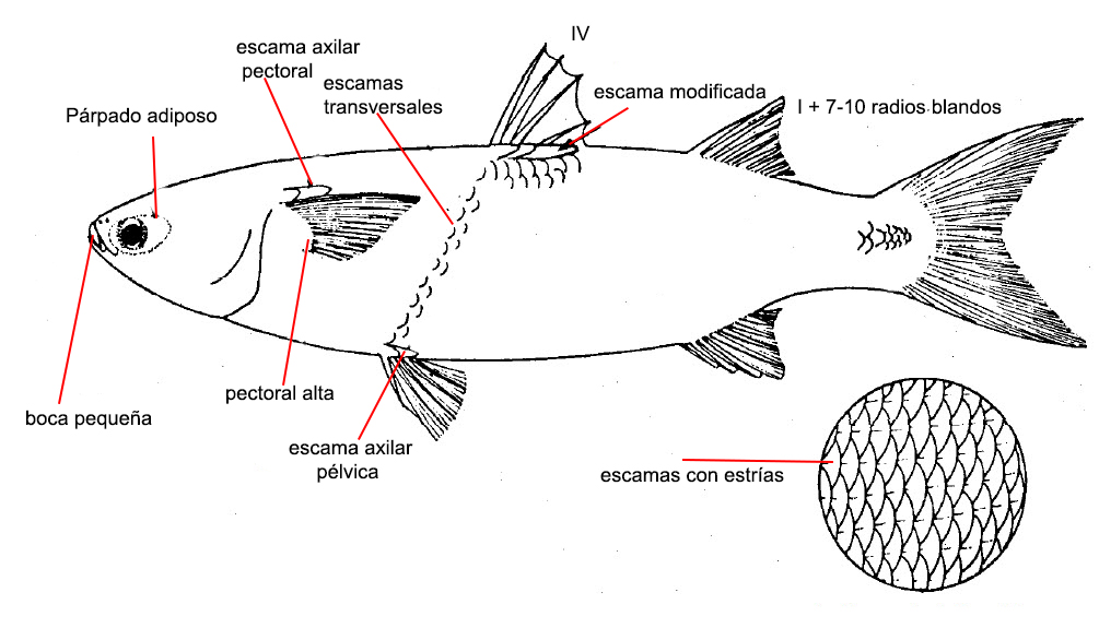 Mugilidae_01