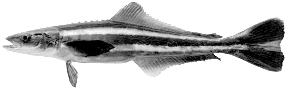 Rachicentridae.jpg