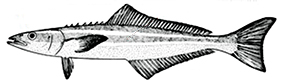 Rachycentridae_claves.jpg