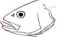 Argyrosomus_claves.jpg
