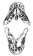 Dientes_Diplodus.jpg
