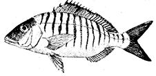 Dientes_Lithognathus_entero.jpg