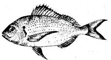 Dientes_Pagellus_entero.jpg