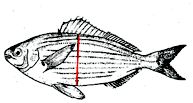 Aleta dorsal con XI-XII espinas