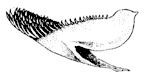 Dientes_Spondyliosoma_01.jpg
