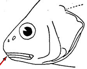 Sciaena_claves.jpg