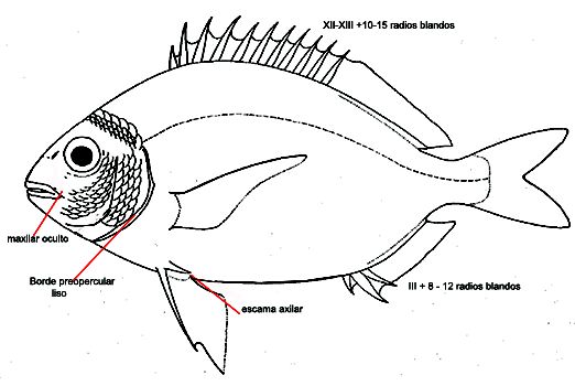 Sparidae_01.jpg