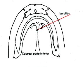 Umbrina_claves.jpg