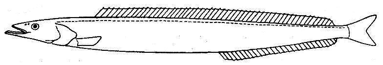 Ammodytidae.jpg