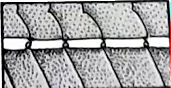 Ammodytidae_claves_02.jpg