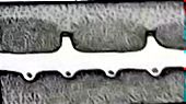 Ammodytidae_claves_03.jpg