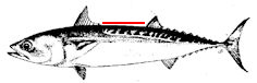 Auxis_claves.jpg