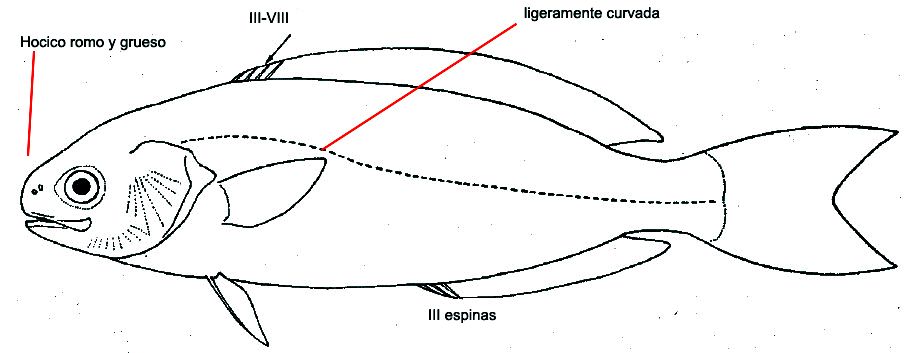 Centrolophidae.jpg