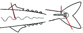 Lepidocybium_claves.jpg