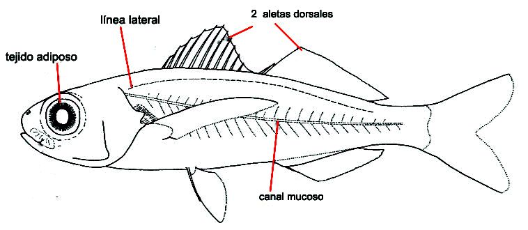 Nomeidae.jpg