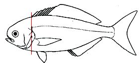 Schedophilus_claves.jpg