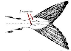 Scomber_claves_01.jpg