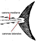 Scomber_claves_02.jpg